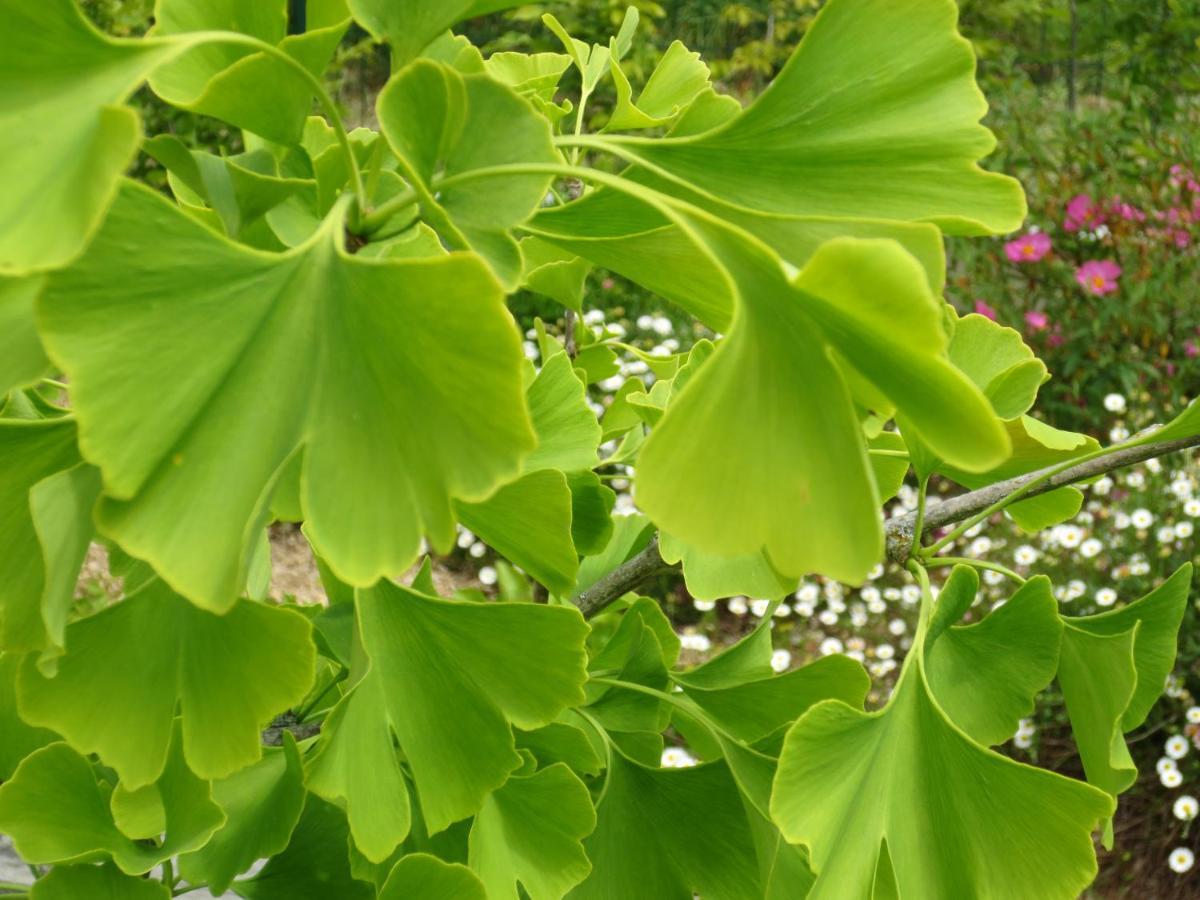 Vila Twin Ginkgo Giverny Exteriér fotografie