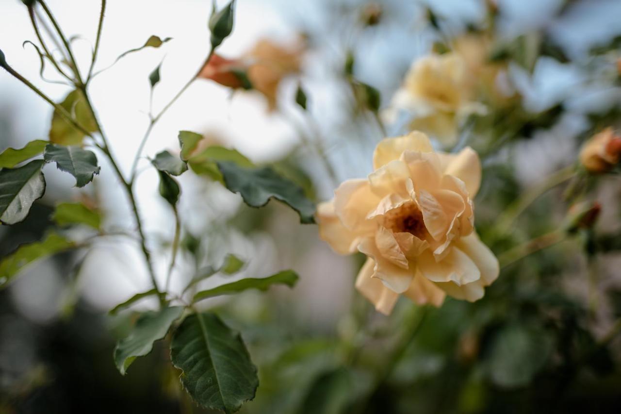Vila Twin Ginkgo Giverny Exteriér fotografie