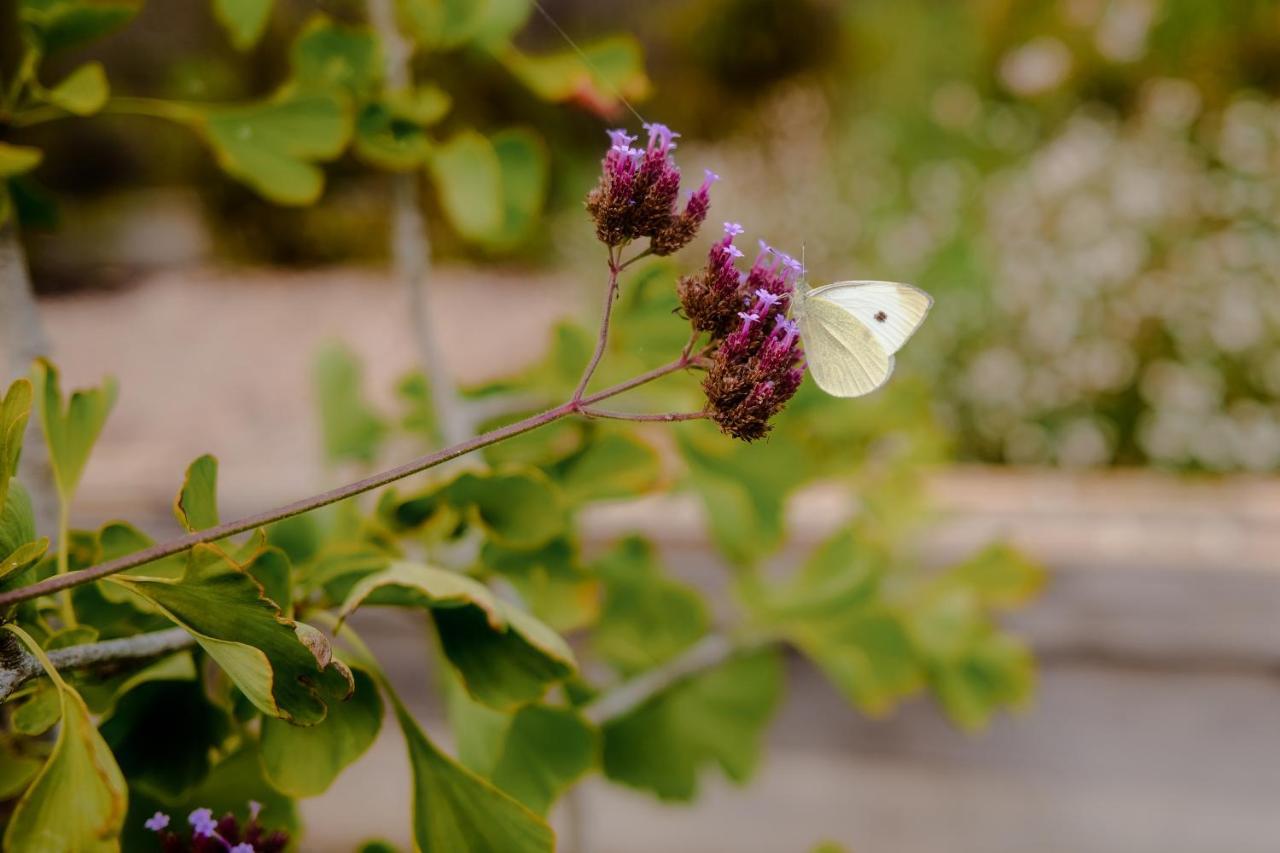 Vila Twin Ginkgo Giverny Exteriér fotografie